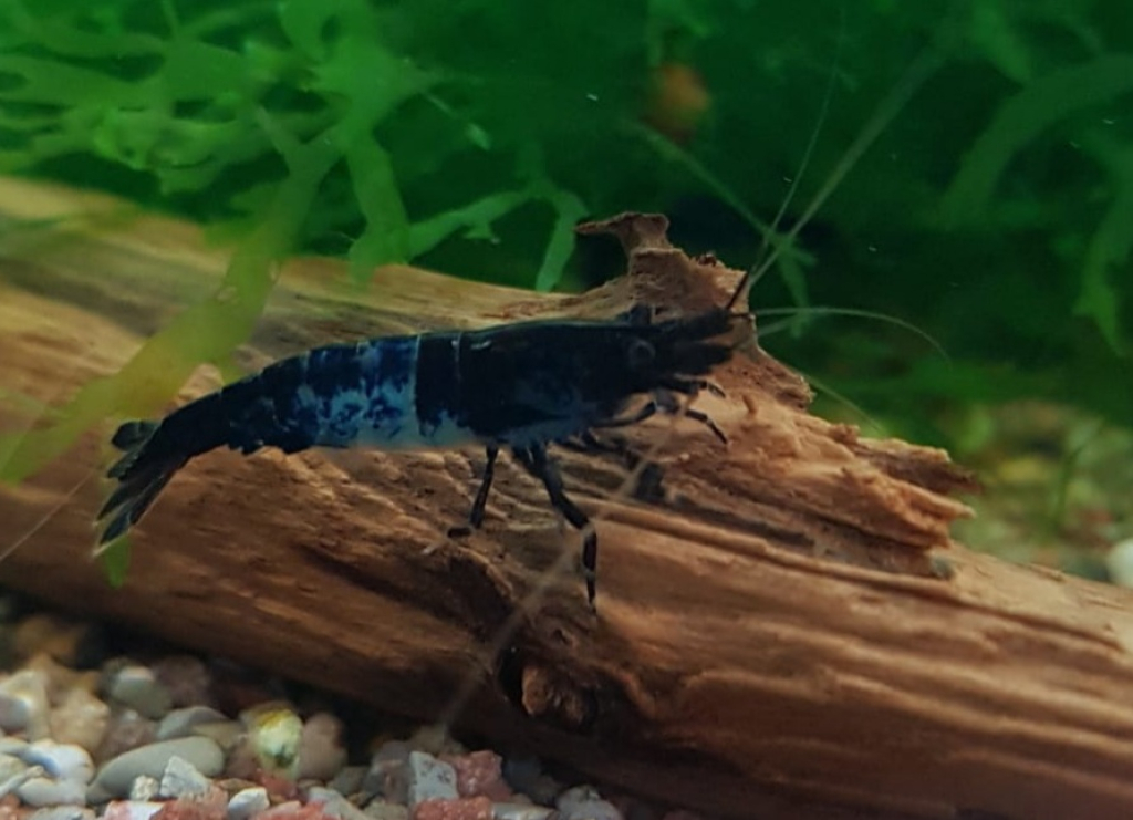 Carbon Rili